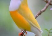 Yellow back Lady goldien