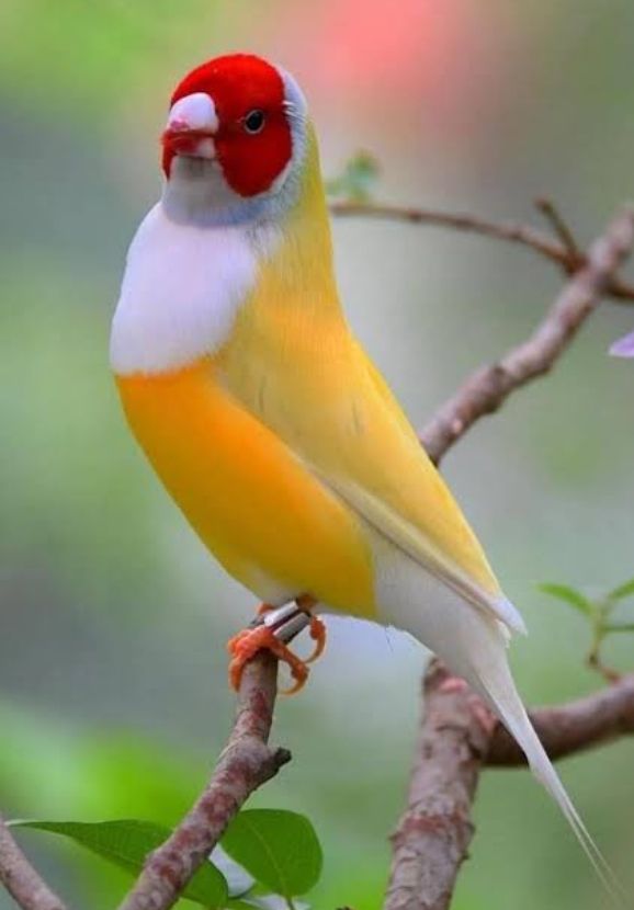 Yellow back Lady goldien