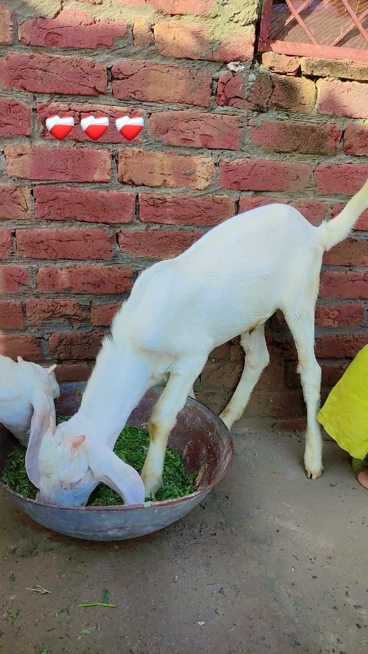 Pure Rajan Puri male femal