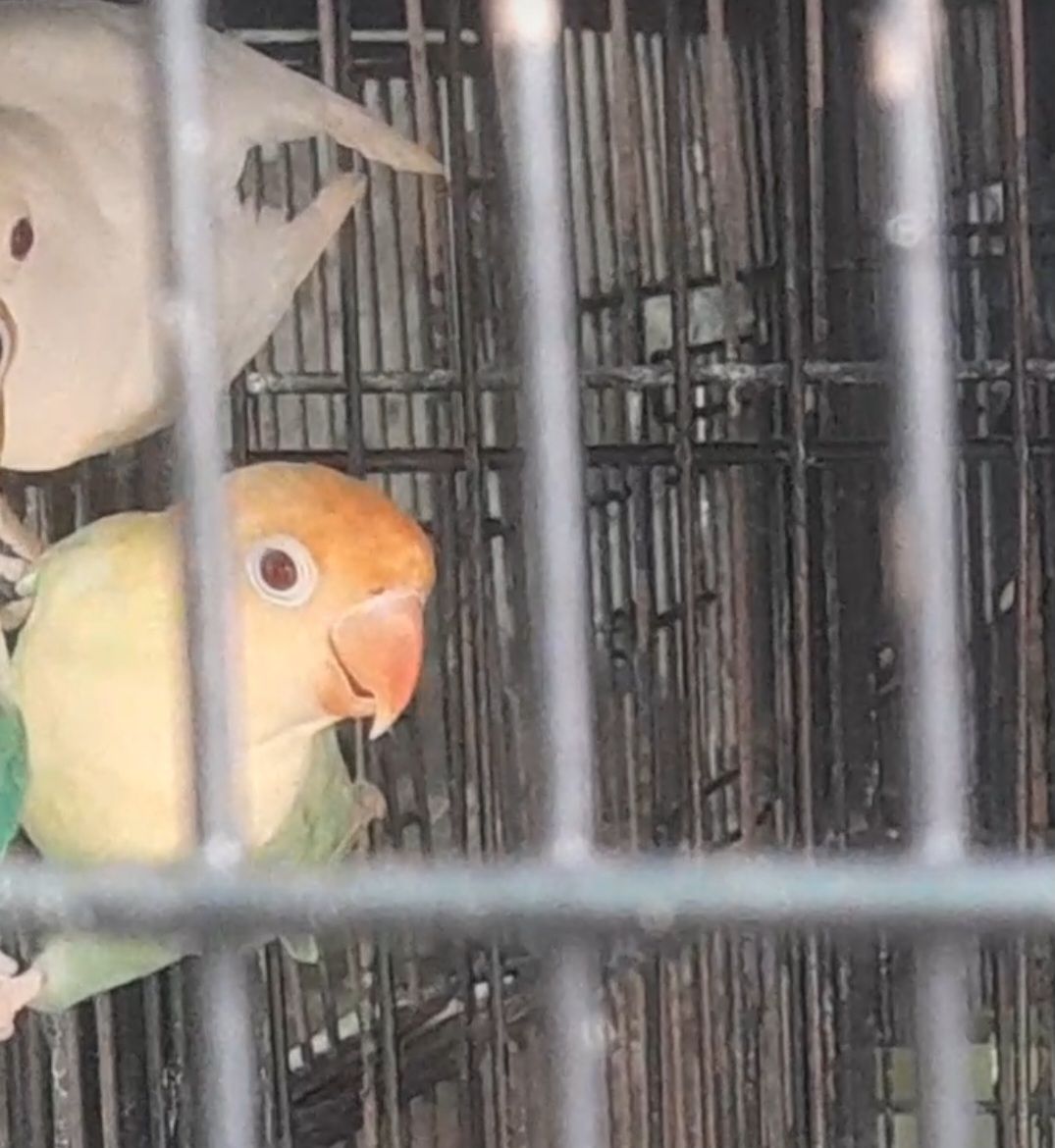 Parblue palefallow split opaline
