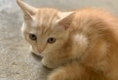 Kitten