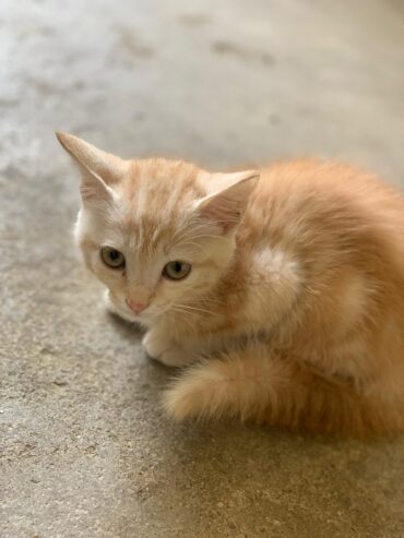 Kitten