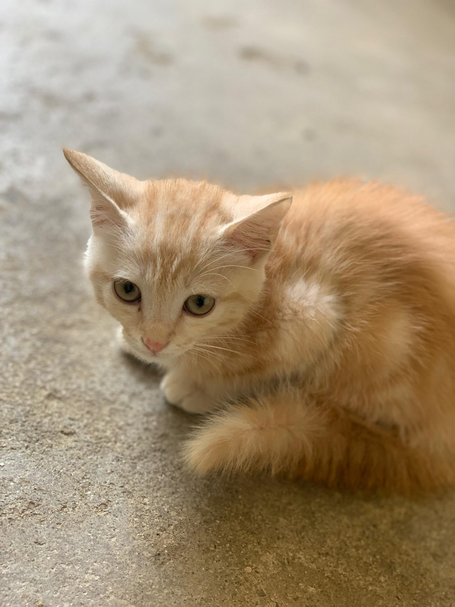 Kitten