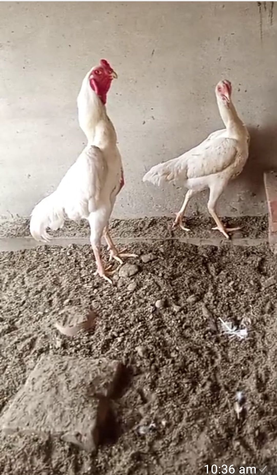 White and Black Shamoo Chicks and Egg