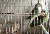 Raw Parrots