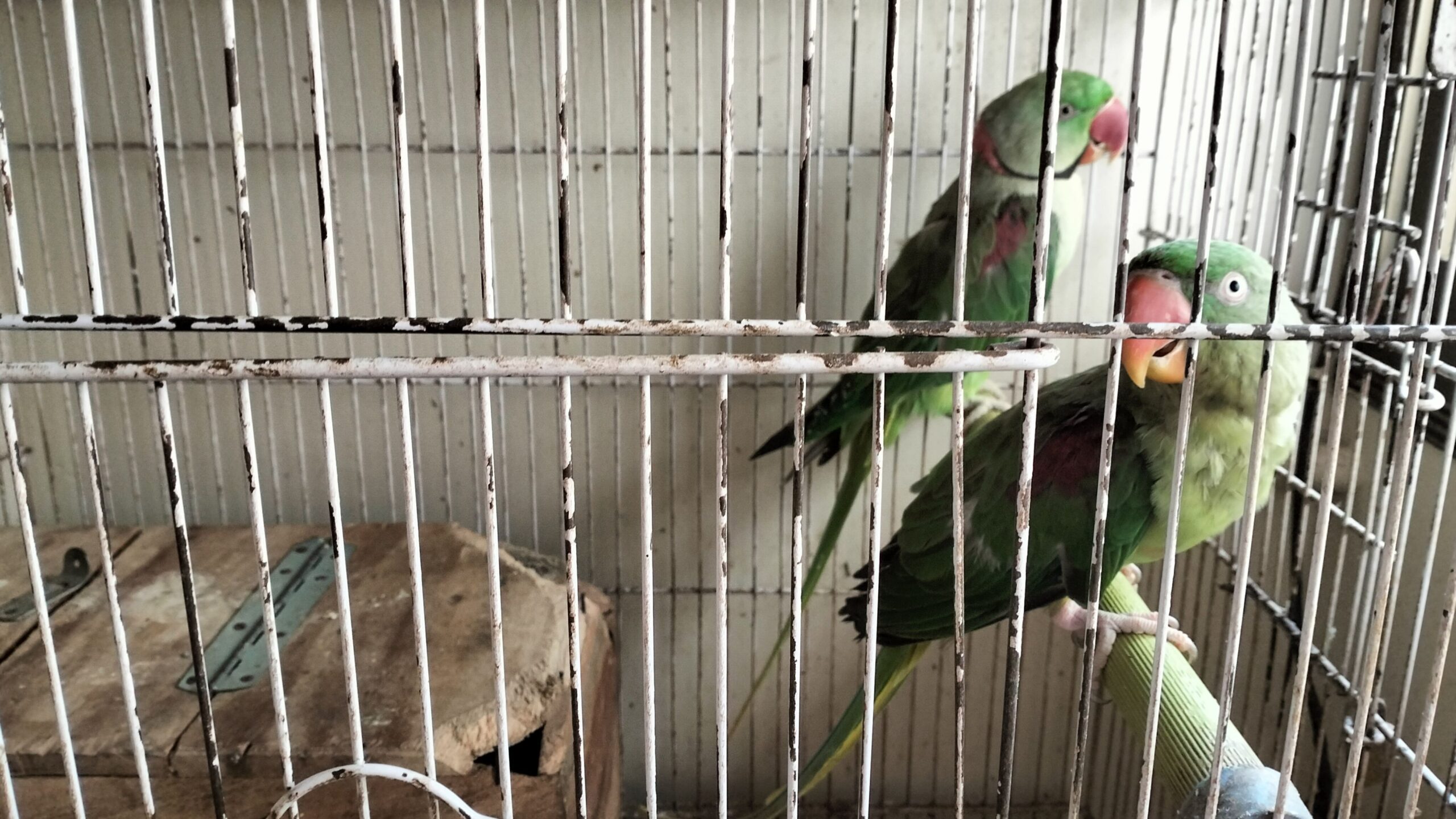 Raw Parrots