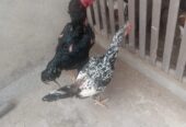 Shamoo Breeder Pair