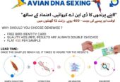 Bird DNA sexing
