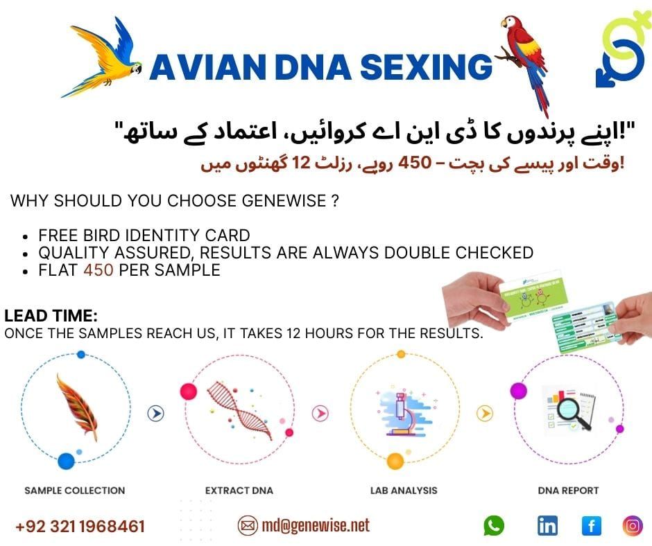 Bird DNA sexing