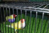 1st breed kr chukaa hai healthy and active pair hai ghr ka