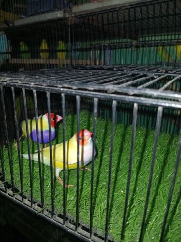 1st breed kr chukaa hai healthy and active pair hai ghr ka