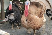 turkey bird eggs for sale