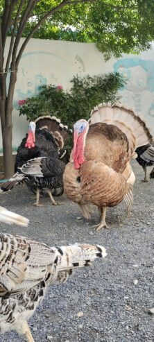 turkey bird eggs for sale