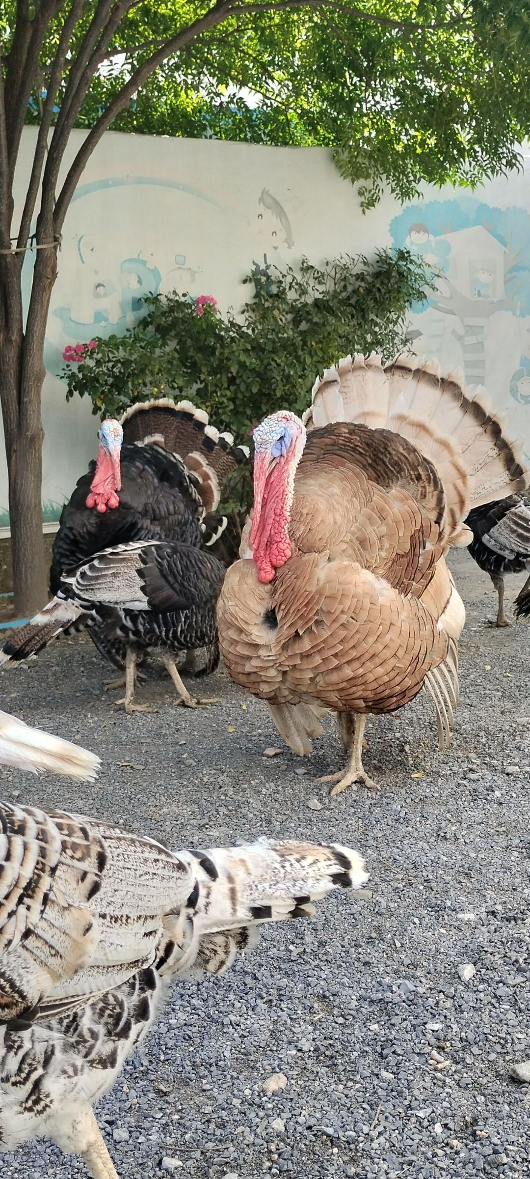 turkey bird eggs for sale