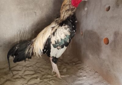 394e0b37-10eb-4864-b769-7e5b3aed91a9
