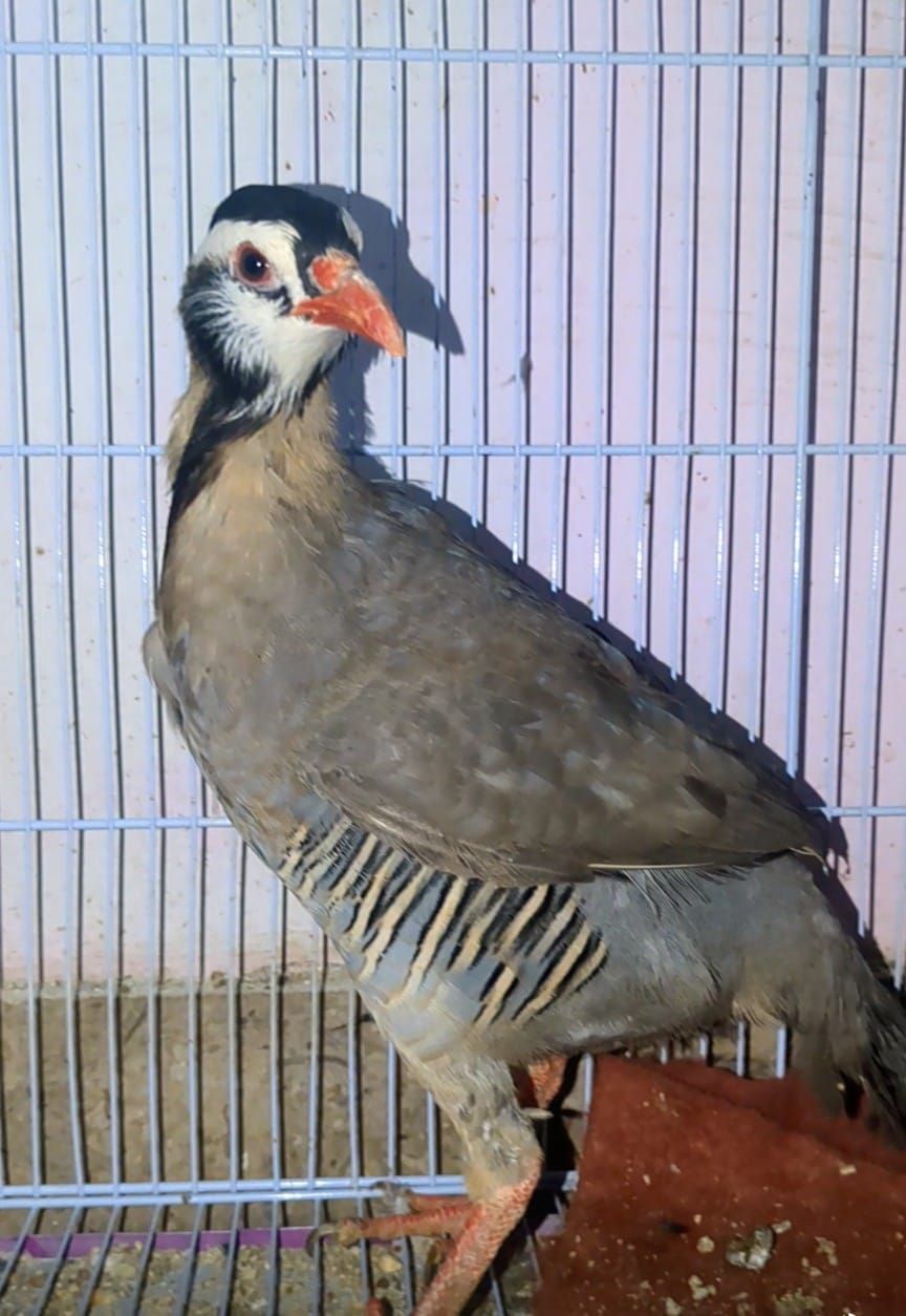Maskati chakoor
