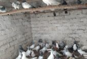 Pigeons urgent sale