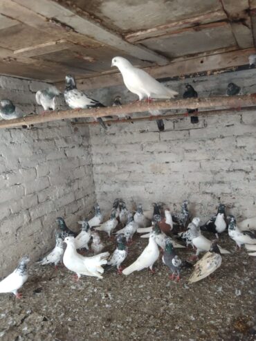 Pigeons urgent sale