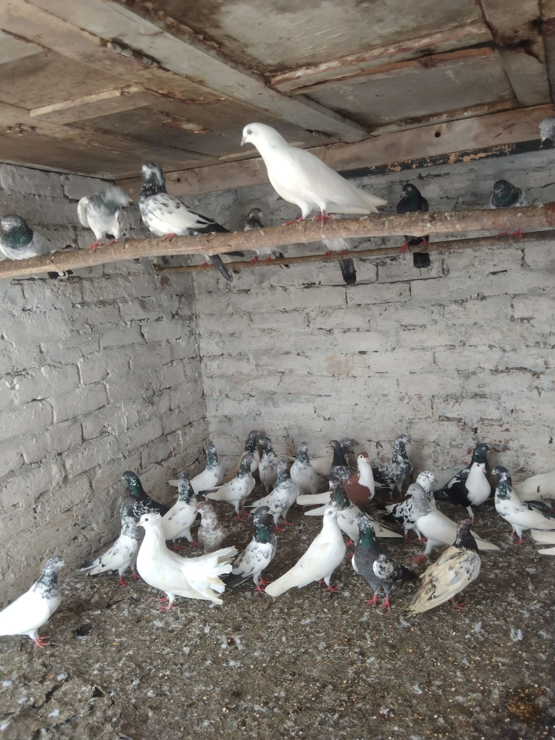 Pigeons urgent sale