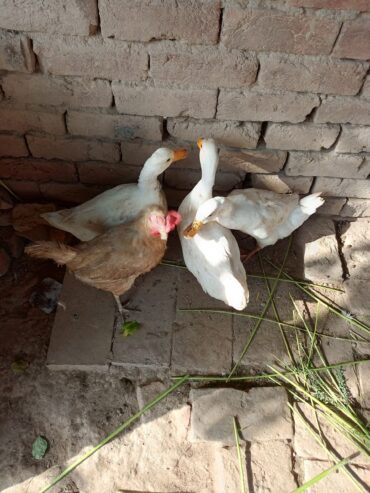 Duck