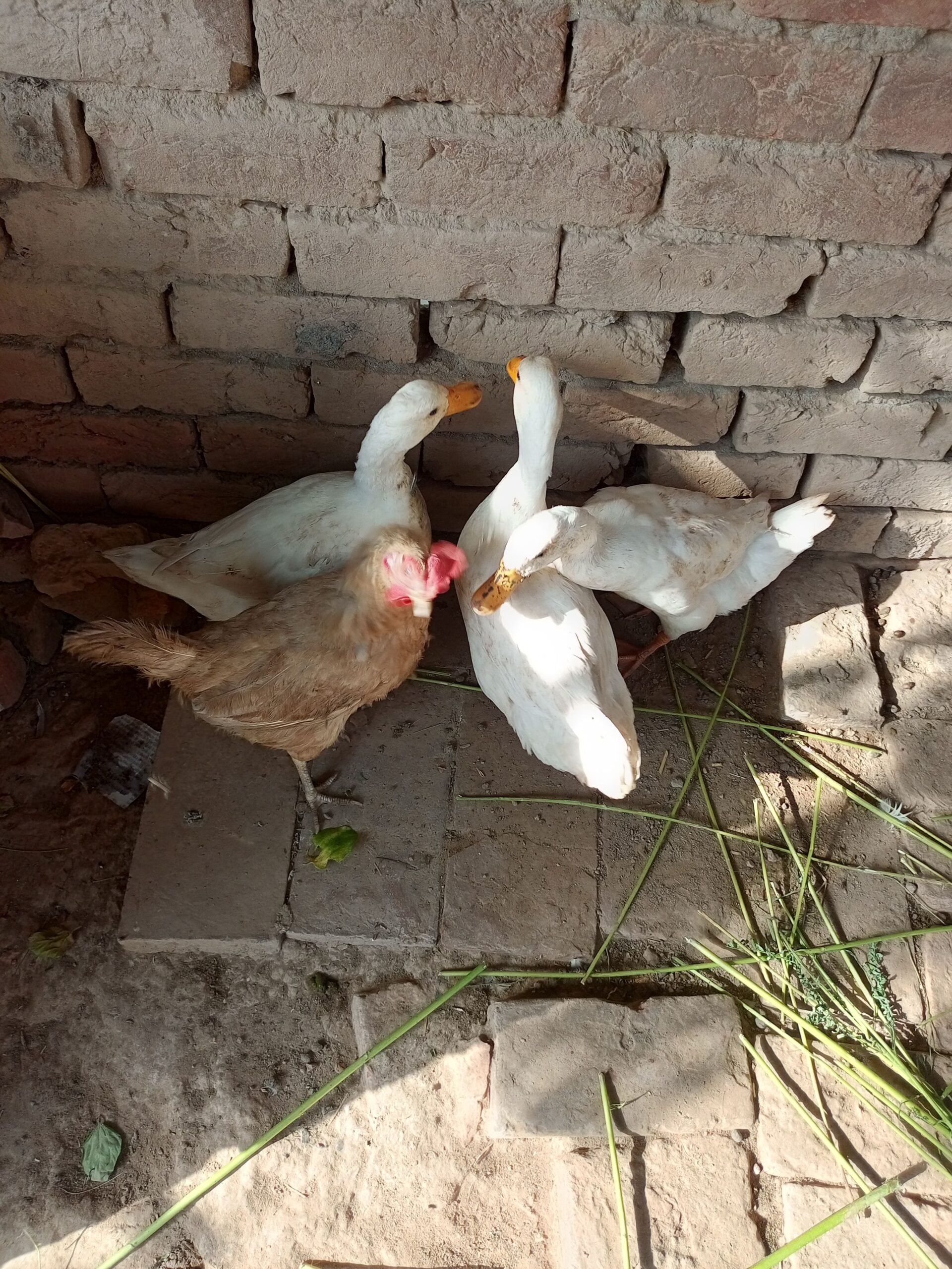 Duck