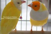 Yellow back Lady goldien