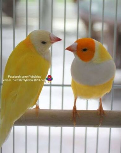 Yellow back Lady goldien