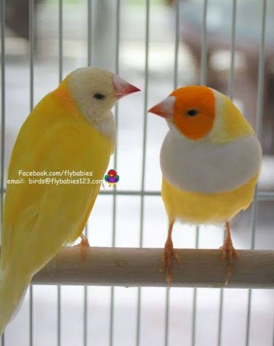 Yellow back Lady goldien