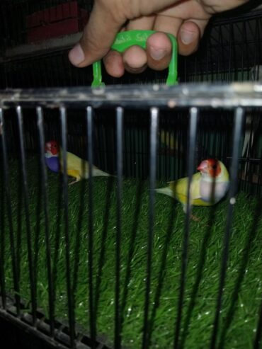1st breed kr chukaa hai healthy and active pair hai ghr ka