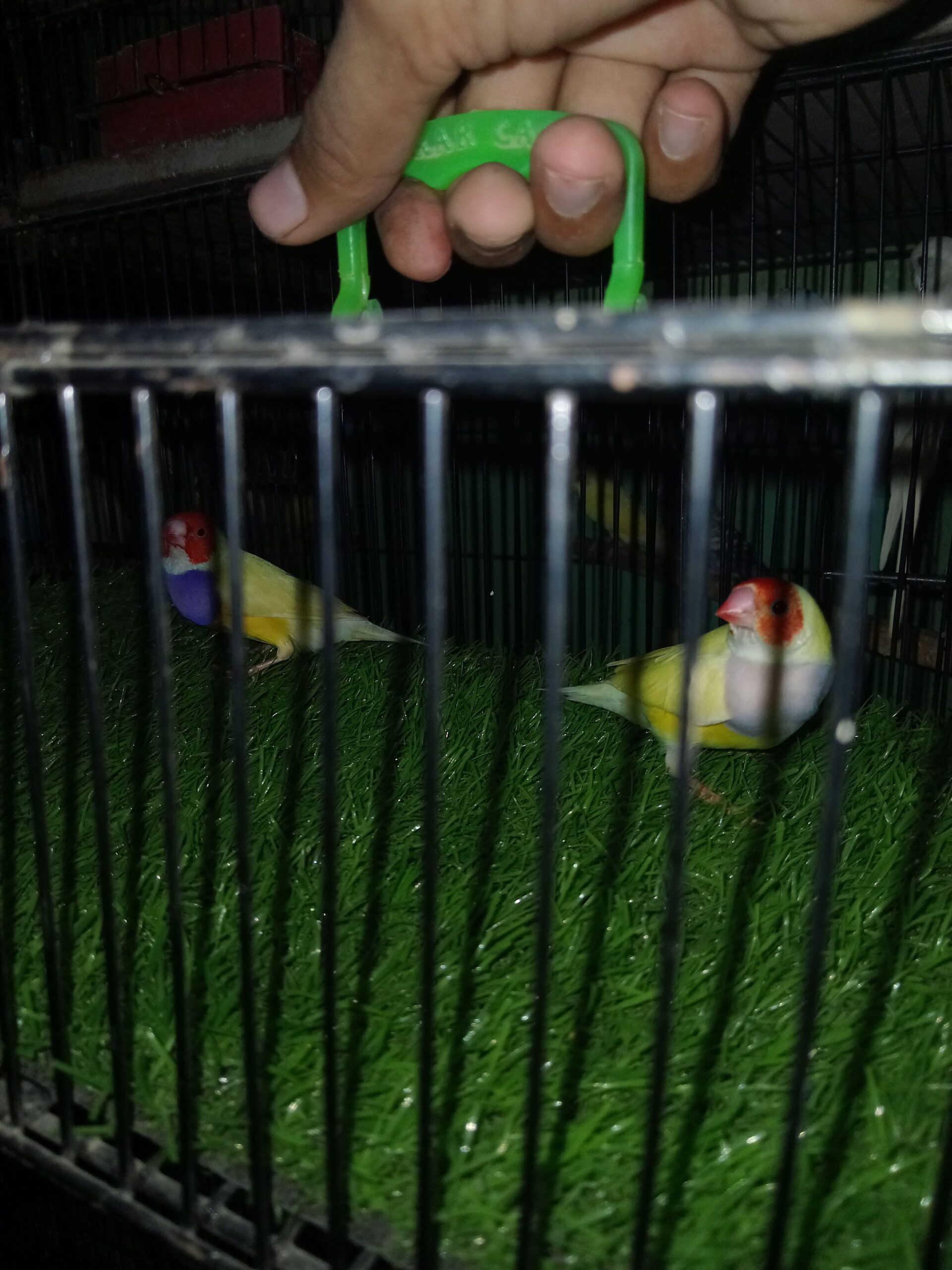 1st breed kr chukaa hai healthy and active pair hai ghr ka