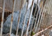 African Parrot 🦜