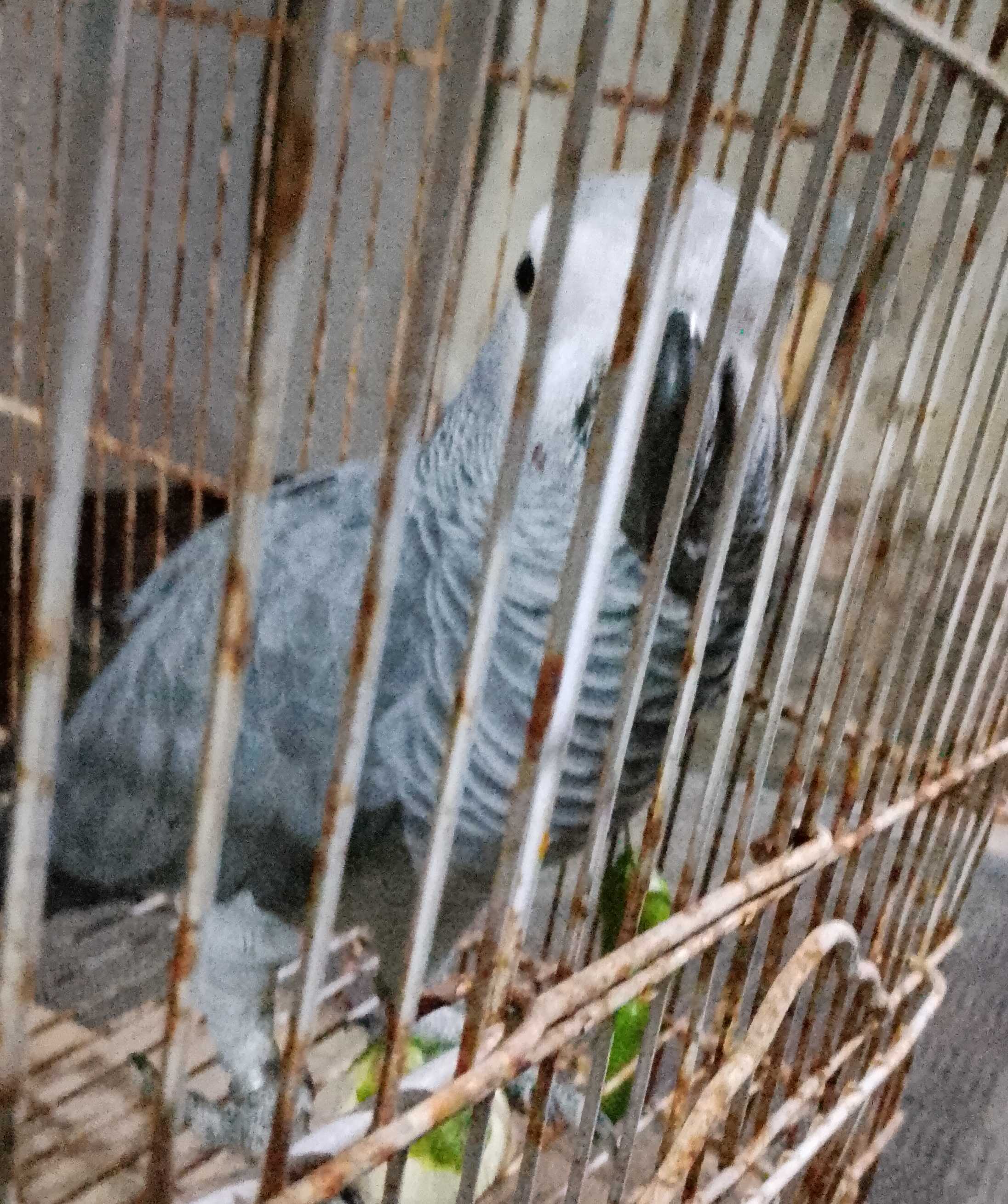 African Parrot 🦜