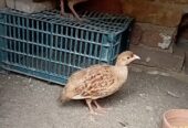 Top quality king size breeder pair for sale Location Mianwali cargo all pakistan