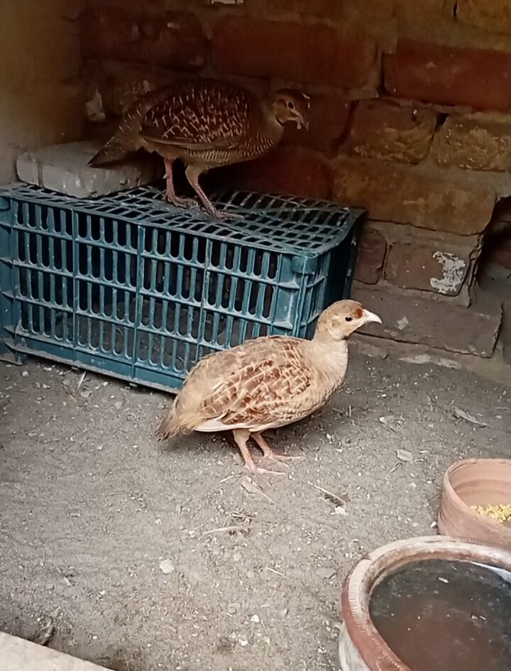 Top quality king size breeder pair for sale Location Mianwali cargo all pakistan