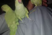 Khata parrots