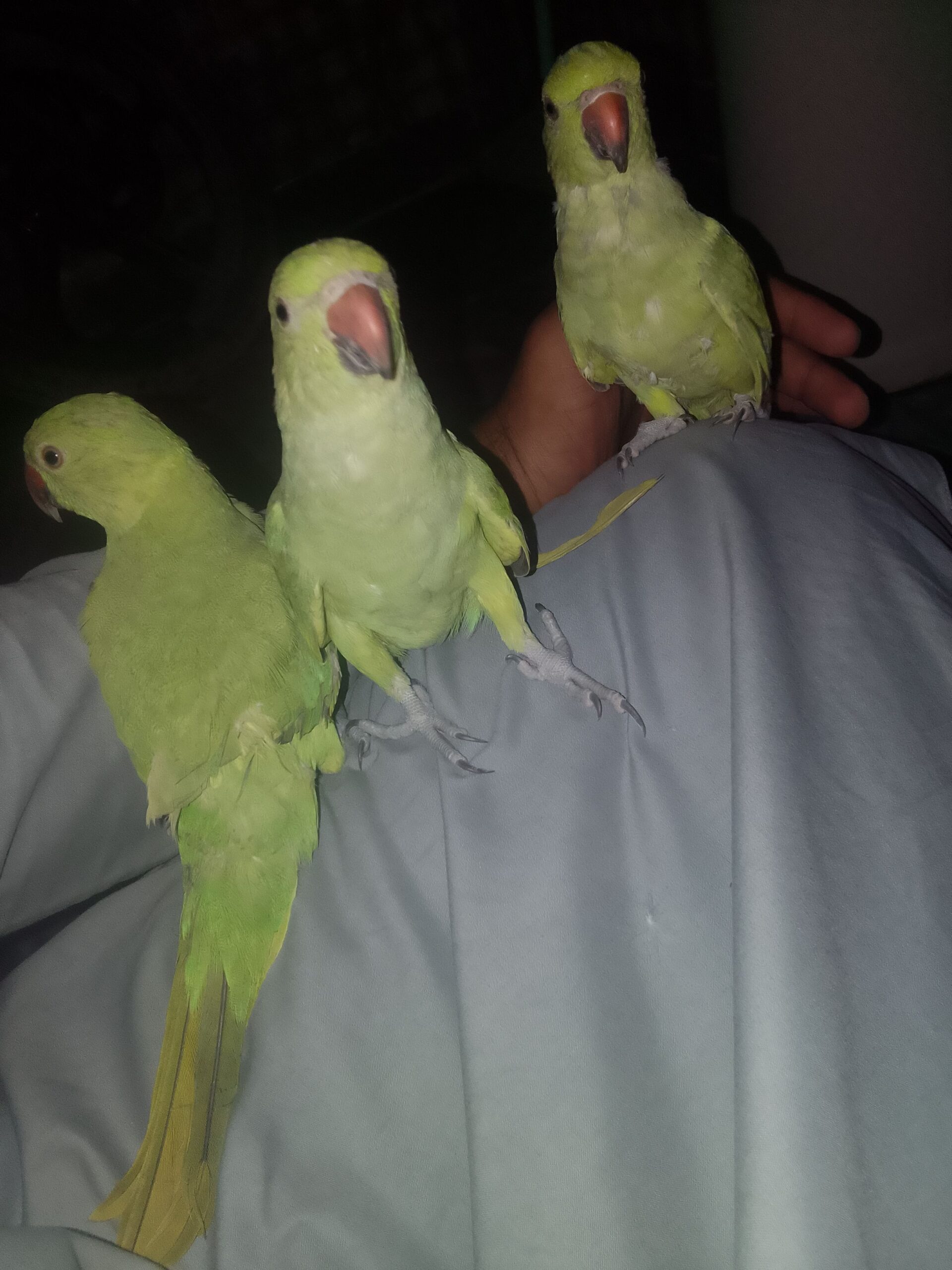 Khata parrots
