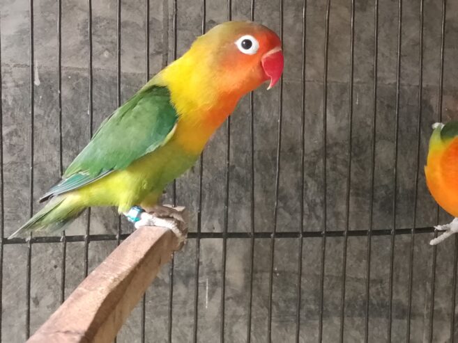 Love bird
