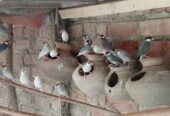 Java Finch