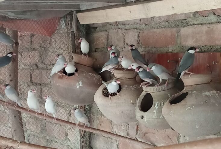 Java Finch