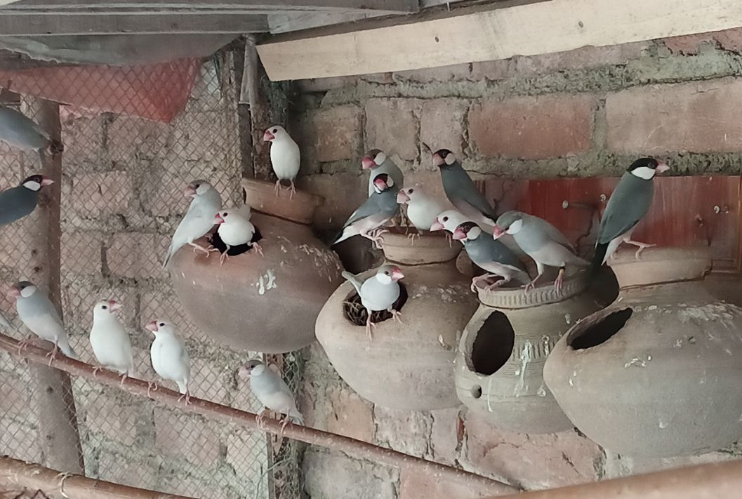 Java Finch