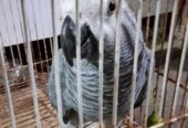 African Parrot 🦜