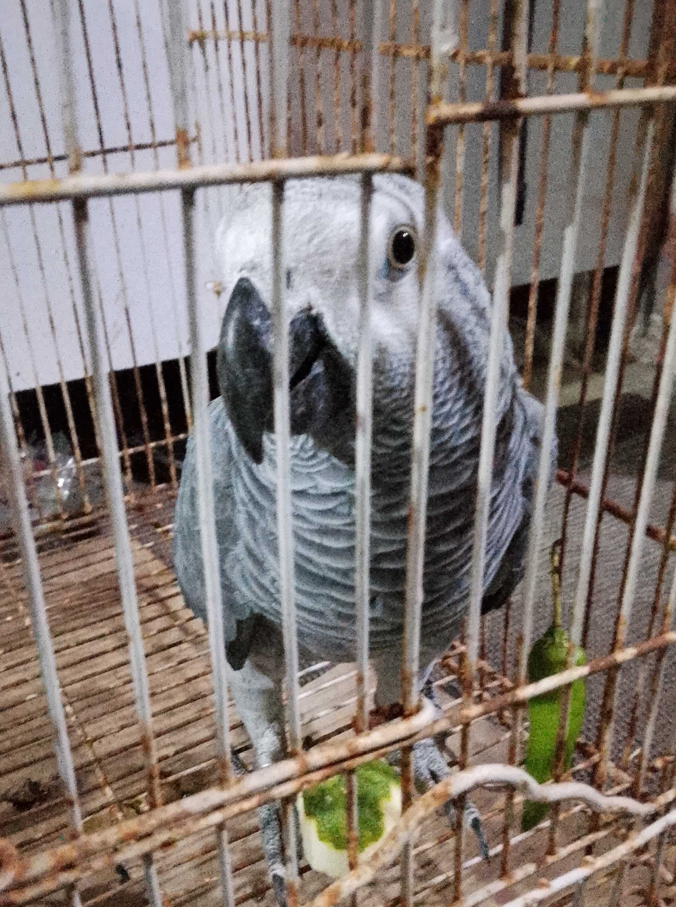 African Parrot 🦜