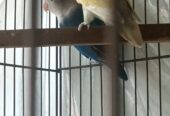 Love bird