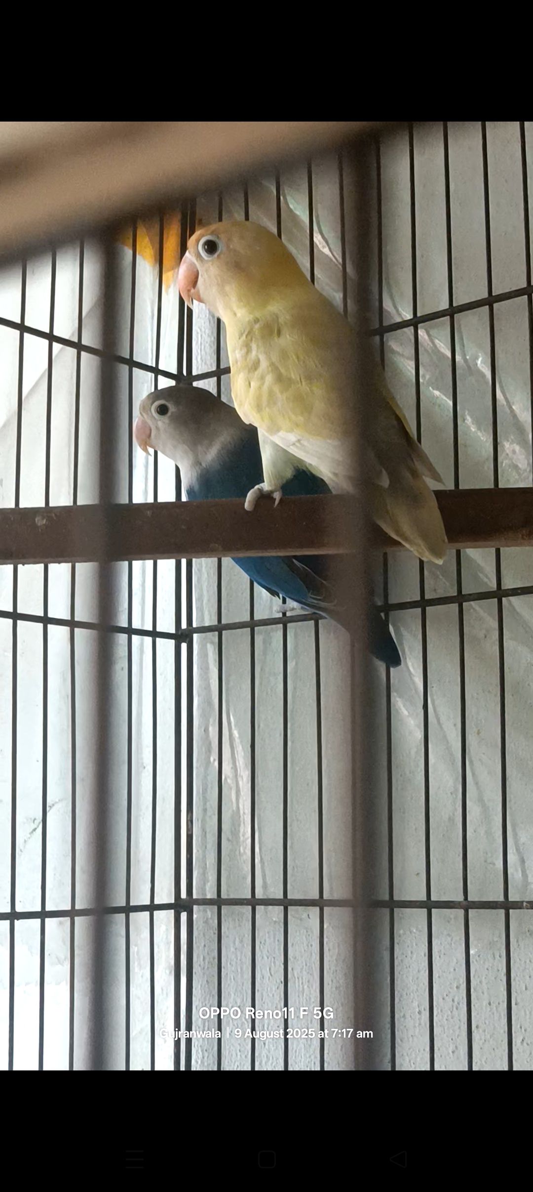Love bird