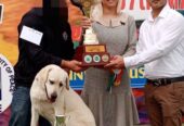 British Labrador Female Pedegiree PKC