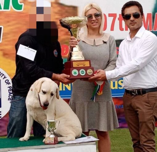 British Labrador Female Pedegiree PKC