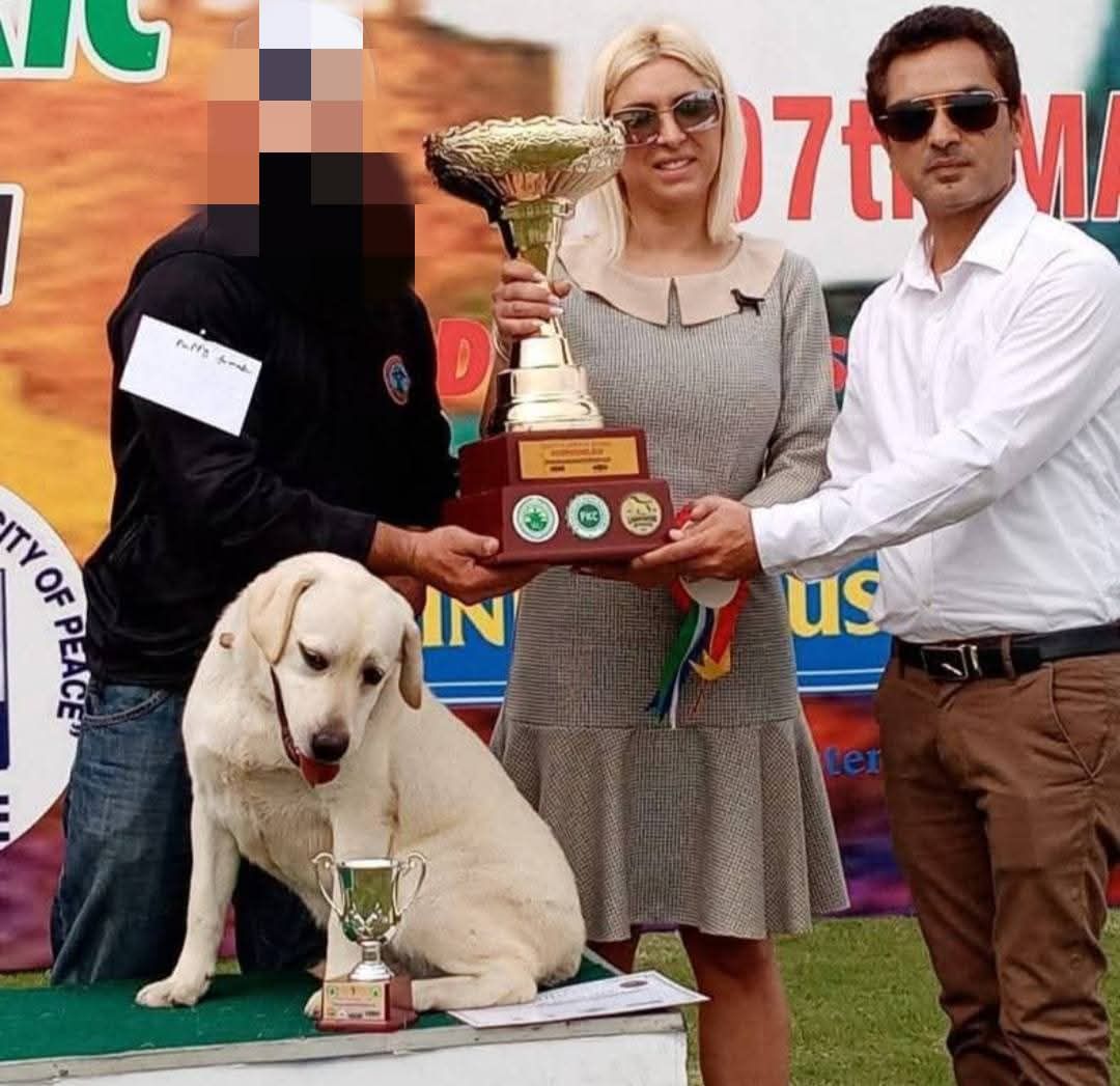 British Labrador Female Pedegiree PKC