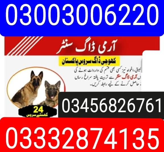 Army Dog Center | Larkana | 03003006220