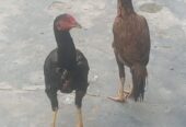 Aseel murga shindi phatta pair