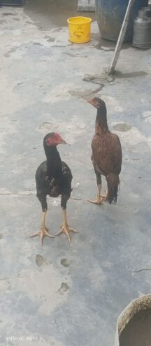 Aseel murga shindi phatta pair